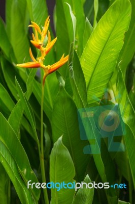 Bird Of Paradise Flower Stock Photo