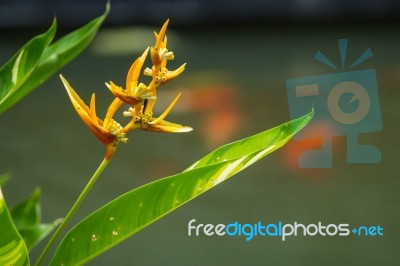 Bird Of Paradise Flower Stock Photo