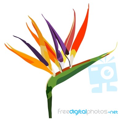 Bird Of Paradise Flower (strelitzia) Isolated On White Stock Image