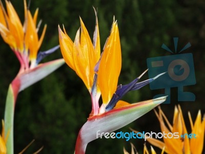 Bird Of Paradise Flowers Stock Photo