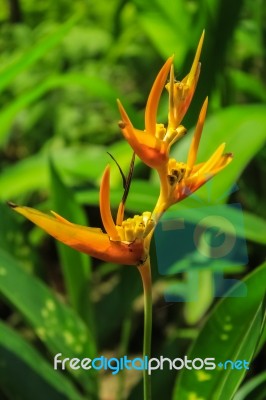 Bird Of Paradise In Nature Stock Photo