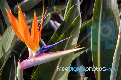 Bird Of Paradise (strelitzia) Flower From Madeira Stock Photo