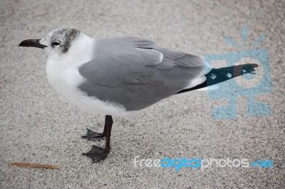 Bird On Beach Stock Photo