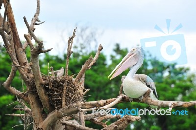 Bird On Its Nest Stock Photo