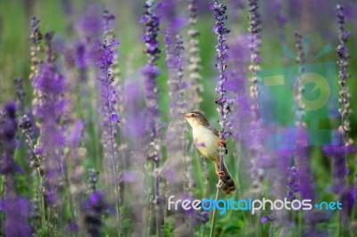 Bird On Salvia Flowers Stock Photo