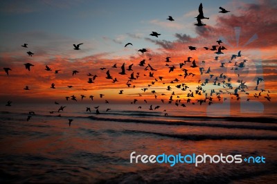 Bird Over Sea On Morning Time Stock Photo