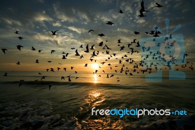 Bird Over Sea On Morning Time Stock Photo