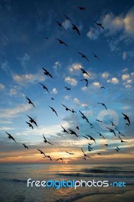 Bird Over Sea On Morning Time Stock Photo