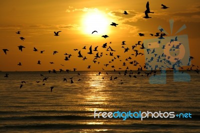 Bird Over Sea On Morning Time Stock Photo