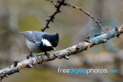 Bird Perched On A Branch Stock Photo