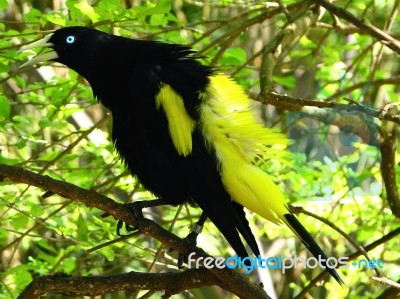 Bird Singing Stock Photo