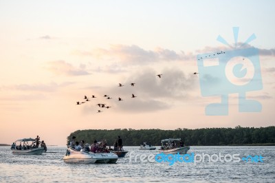 Bird Watching Scarlet Ibis Trip On The Delta Of Parnaiba River, Stock Photo