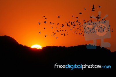 Bird With Sunset Stock Photo