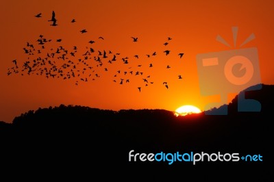 Bird With Sunset Stock Photo