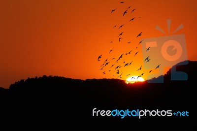 Bird With Sunset Stock Photo