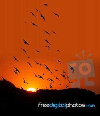 Bird With Sunset Stock Photo