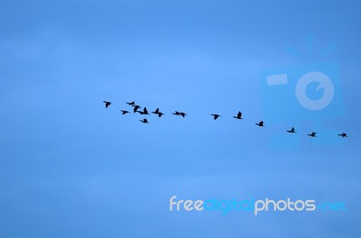 Birds Flying Stock Photo