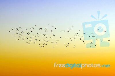 Birds Flying Stock Photo