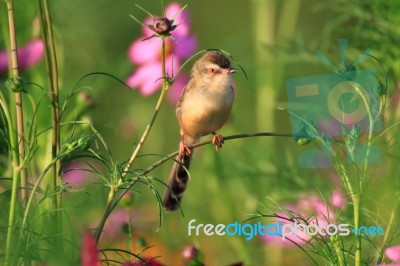 Birds In Nature Stock Photo