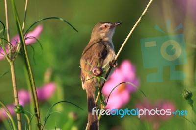 Birds In Nature Stock Photo