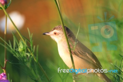 Birds In Nature Stock Photo