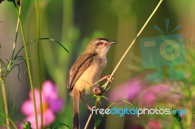 Birds In Nature Stock Photo