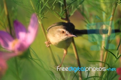 Birds In Nature Stock Photo