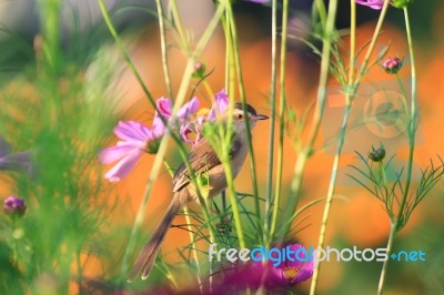 Birds In Nature Stock Photo