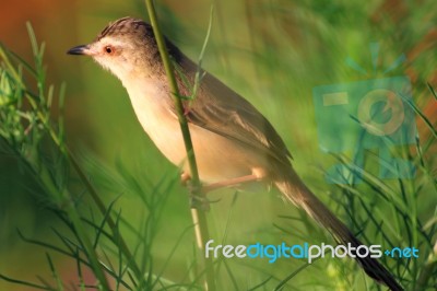 Birds In Nature Stock Photo