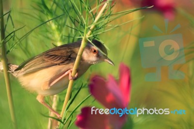 Birds In Nature Stock Photo