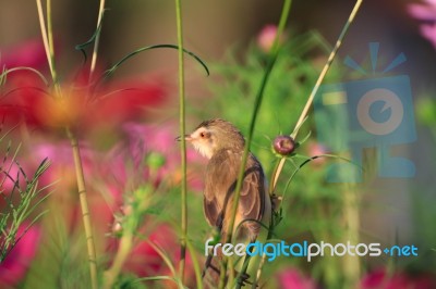 Birds In Nature Stock Photo