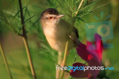 Birds In Nature Stock Photo