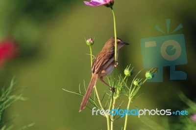 Birds In Nature Stock Photo