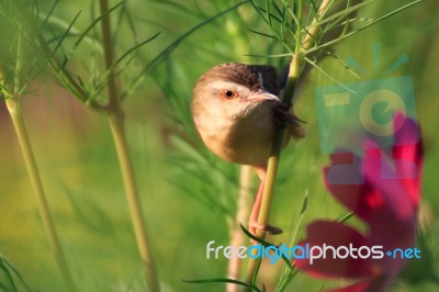 Birds In Nature Stock Photo