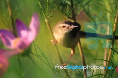 Birds In Nature Stock Photo