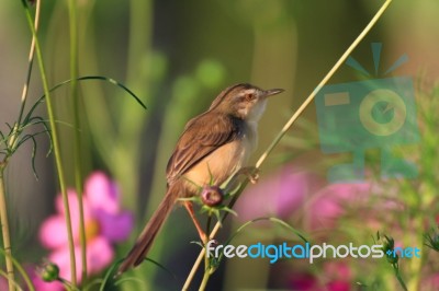 Birds In Nature Stock Photo