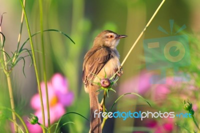 Birds In Nature Stock Photo