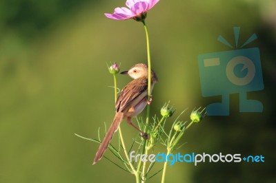 Birds In Nature Stock Photo