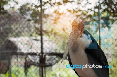 Birds In The Cage Stock Photo