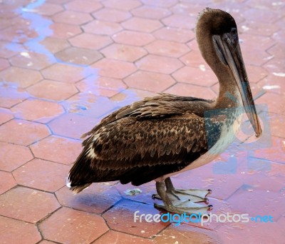 Birds Of The Galapagos Stock Photo