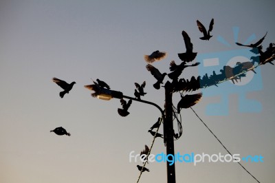 Birds On A Wire Stock Photo