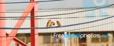 Birds On The Cable Wire Stock Photo