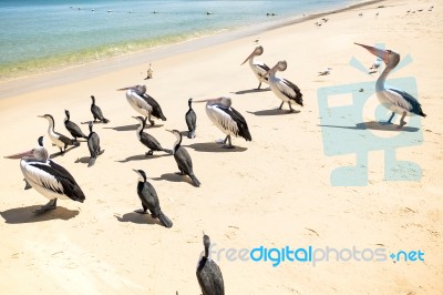 Birds Resting On The Beach Stock Photo