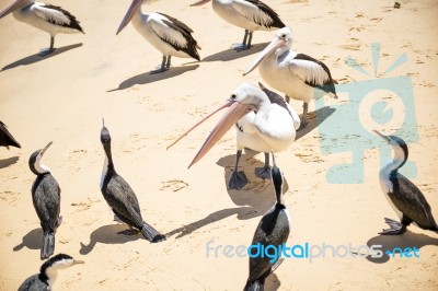 Birds Resting On The Beach Stock Photo