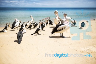 Birds Resting On The Beach Stock Photo