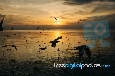 Birds Silhouettes Flying Stock Photo