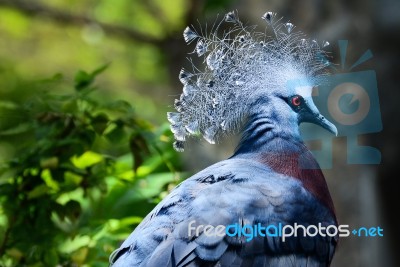 Birds With Red Eyes With A Beautiful Crest Stock Photo