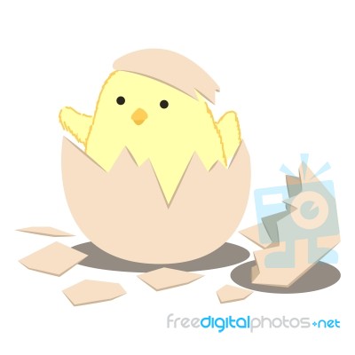 Birth Chick Stock Image