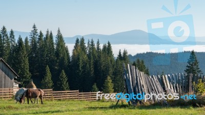 Bistrita, Transylvania/romania - September 18 : Horses Grazing O… Stock Photo