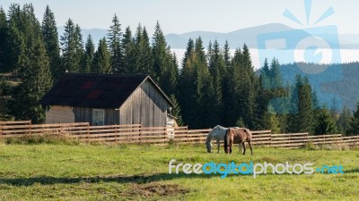 Bistrita, Transylvania/romania - September 18 : Horses Grazing O… Stock Photo